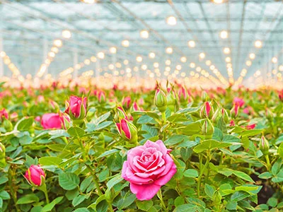HB-JNCP-7W-Applicationsite-greenhouse-2