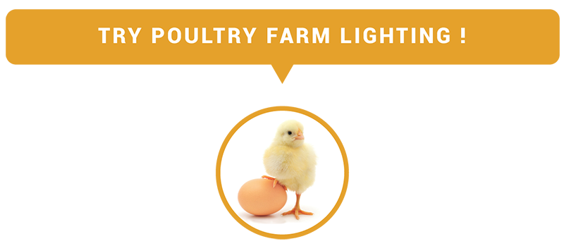 poultry-farm-lighting-new-and-special-led-lighting-lamp-waterproof-bulb