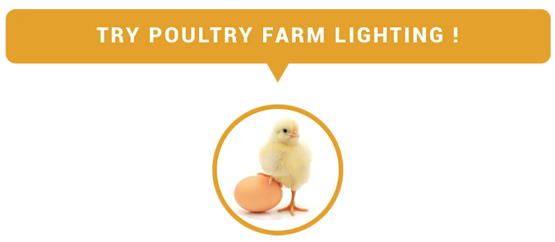 poultry-farm-lighting-new-and-special-led-lighting-lamp-waterproof-bulb
