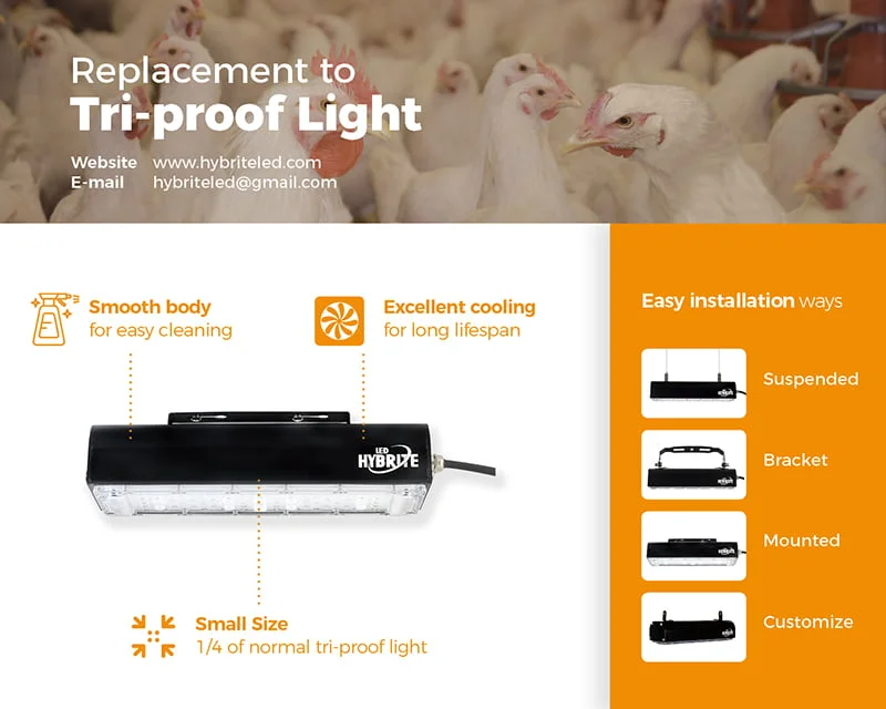 poultrylighting-poultryshed-poultryhouse-hatchery-equipment-livestock-agriculture-farming-poultryhouseconstruction-egg-linear